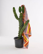 Terry Beach Towel