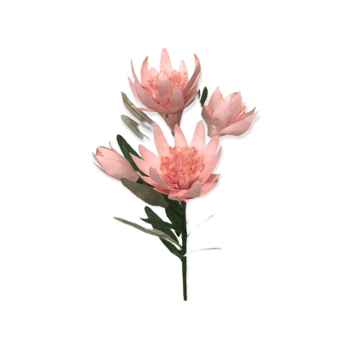 Paper Protea Flower bunch | Pink